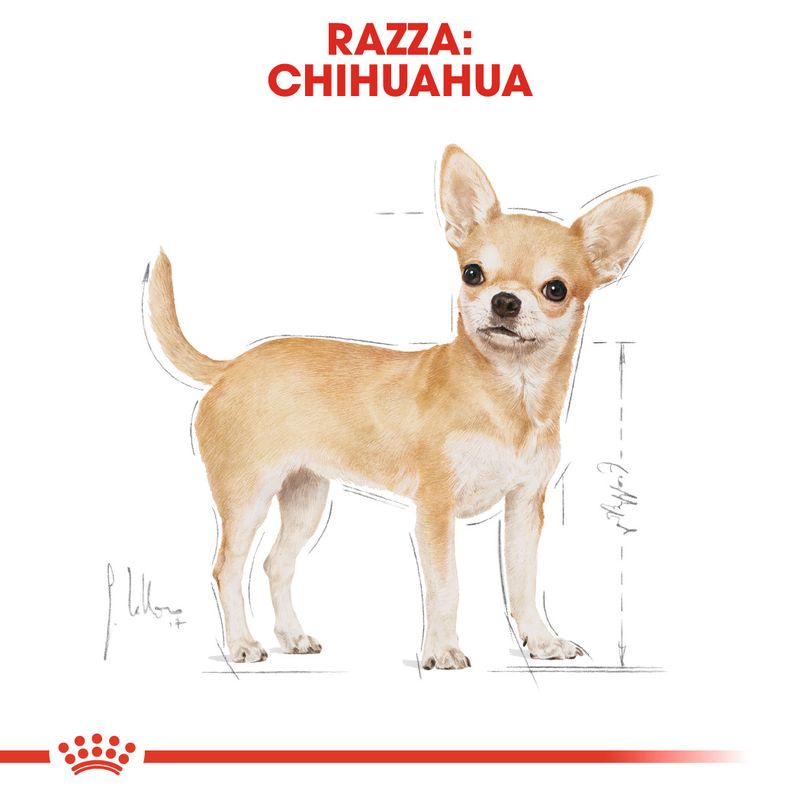 12x85g Royal Canin Adult Chihuahua Mousse - Umido Cane 12x85g Royal Canin Adult Chihuahua Mousse - Umido Cane